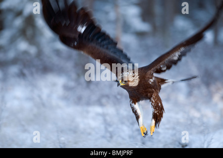 Scandinavia, Sweden, Vasterbotten, View of golden eagle flying, close-up Stock Photo