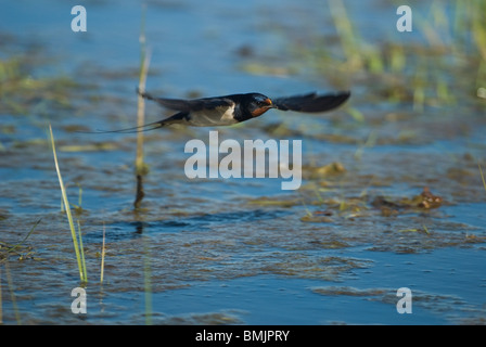 Scandinavia, Sweden, Oland, View of barn swallow bird flying, close-up Stock Photo