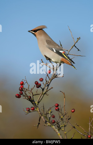 Scandinavia, Sweden, Oland, Waxwing bird perching on branch, close-up Stock Photo