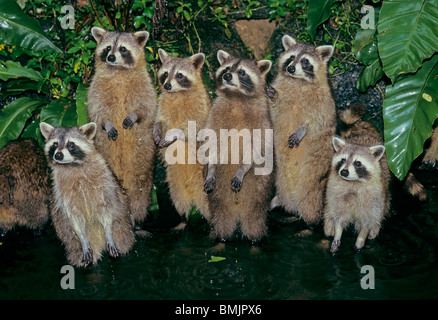 six Common raccoons - standing in the water / Procyon lotor Stock Photo