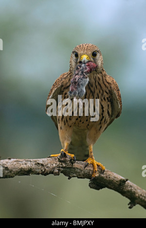 Europe, Hungary, Kestrel holding mousein mouth, close-up Stock Photo