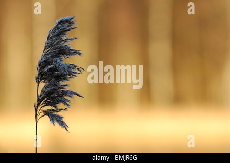 Scandinavia, Sweden, Gothenburg, Reed blowing in wind, close-up Stock Photo