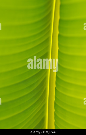 Portugal, Madeira, Detail of banana leaf, close-up (full frame) Stock Photo