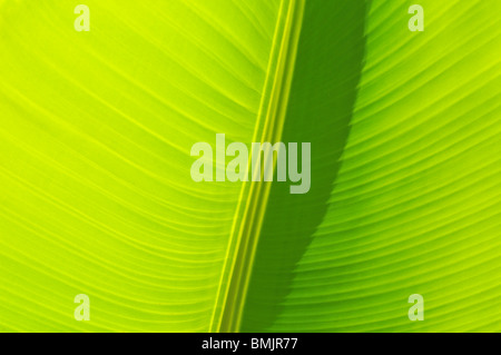 Portugal, Madeira, Detail of banana leaf, close-up (full frame) Stock Photo