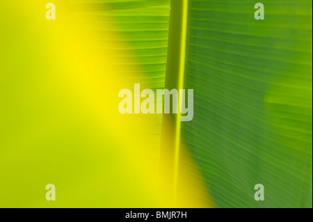 Madeira, Detail of banana leaf Stock Photo