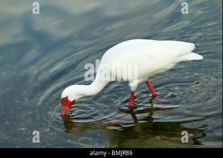 A ibis bird looking fore food in the water Stock Photo