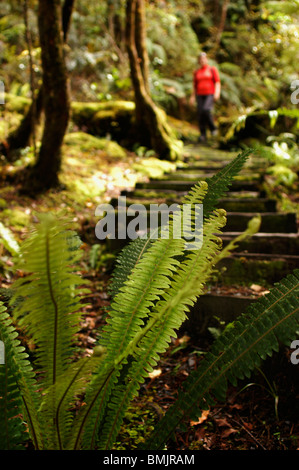 New Zealand forest. Close up and focus on fern in foreground. Woman in red top walking in backround (blurred - de-focused). Stock Photo