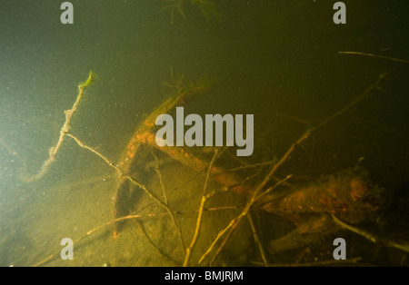 A anchor at the bottom of the ocean Stock Photo