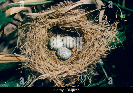 Marsh warbler: nest with three eggs / Acrocephalus palustris Stock Photo