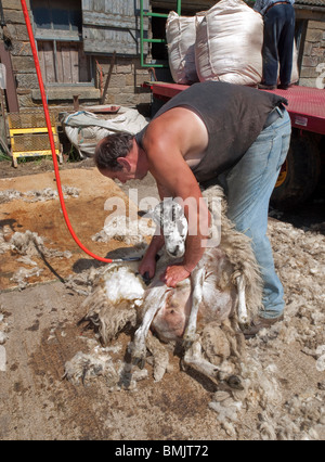 Sheep Shearing on Yorkshire Farm Stock Photo