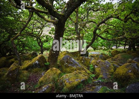 Ancient oak trees in Wistmans Wood, Dartmoor National Park, Devon, England