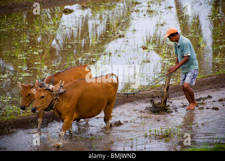 Rice fields in Bali, Indonesia, are still plowed by cows. Work begins early and continues all day. An eco frienldy way to farm. Stock Photo