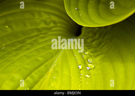 Hosta Leaf with Raindrops Stock Photo