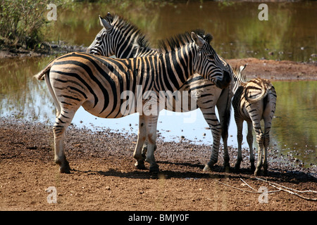 Plains Zebras at Mlilwane Wildlife Sanctuary, Swaziland. Stock Photo