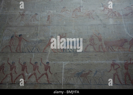 Bas-relief of an agricultural scene in the Mastaba of Ti, Saqqara, Al Jizah, Egypt Stock Photo