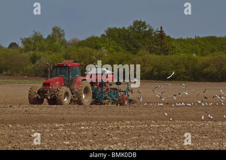 Spring, sowing tractor followed by seagulls. Horizontal Stock Photo