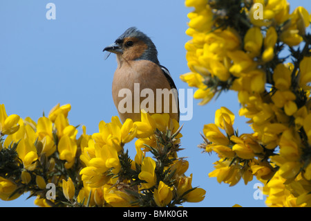 Chaffinch on gorse. Stock Photo