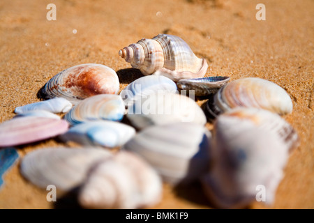 Sea shells on a sandy beach, Kaiteriteri, South Island, New Zealand. Stock Photo