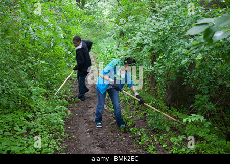 Detroit, Michigan - Volunteers worked on a nature trail to remove invasive garlic mustard in Eliza Howell Park. Stock Photo