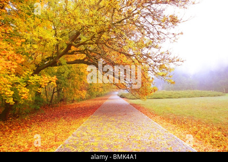 The road through the autumnal park in the morning Stock Photo