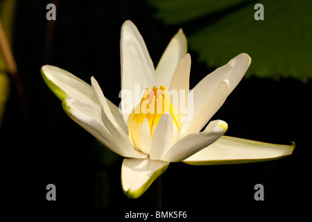 Tiger Lotus, Egyptisk lotus (Nymphaea lotus) Stock Photo