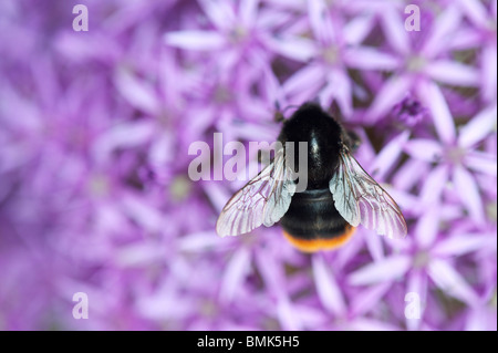 Bumble bee feeding on allium globemaster flower Stock Photo