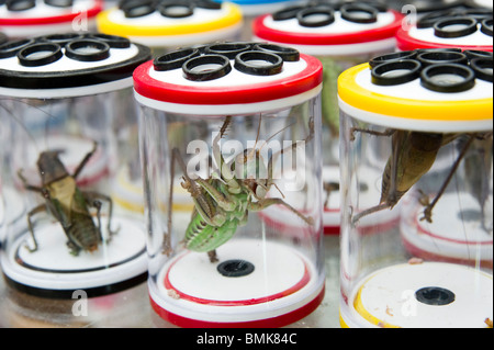 Live Crickets For Sale, Bird Market Stock Photo - Alamy