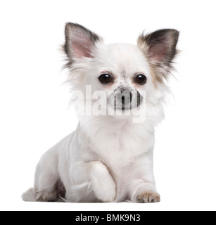 Portrait of Chihuahua puppy, 1 year old, sitting in front of white background Stock Photo
