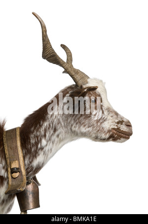 Close-up profile of female Rove goat, 3 years old, standing in front of white background Stock Photo