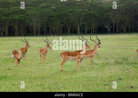 Bachelor herd of male Impala, Aepyceros melampus; Lake Nakuru National Park, Kenya, Africa Stock Photo