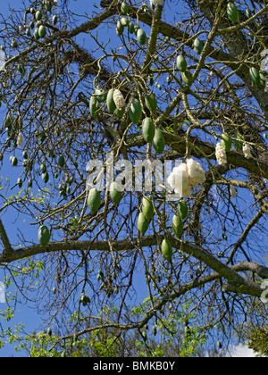 Close up of seedpods seedpod seed pods seeds pod of the kapok tree latin ceiba pentandra Madeira Portugal EU Europe Stock Photo