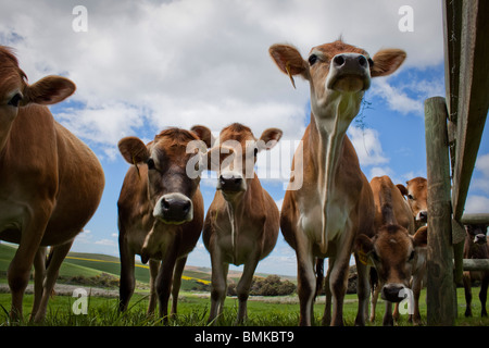 Cows! Stock Photo