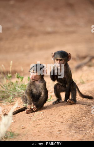 Olive Baboon, Papio anubis, a pair of young baboons in the Masai Mara GR, Kenya. Stock Photo