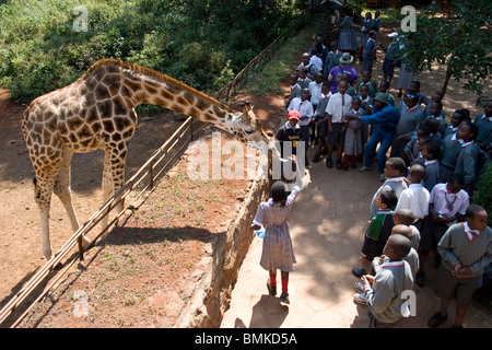 Africa, Kenya, Nairobi. Kenyan school children greet a Rothschild giraffe (G. c. rothschildi) at Giraffe Center. Stock Photo