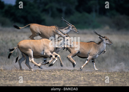 Kenya, Masai Mara Game Reserve, Herd of Common Eland (Tragelaphus oryx) run and leap near banks of Mara River Stock Photo