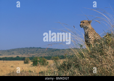 Africa, Kenya, Masai Mara Game Reserve, Young Adult Male Cheetah (Acinonyx jubatas) watches savanna on termite mound Stock Photo
