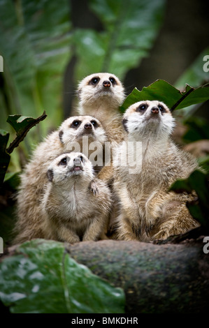 Family group of Meerkats or Suricats . From Kalahari, Botswana / South Africa. Photographed in captivity at Singapore Zoo. Stock Photo