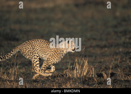 Africa, Kenya, Masai Mara Game Reserve, Young Cheetah cubs (Acinonyx jubatas) running while at play on savanna Stock Photo