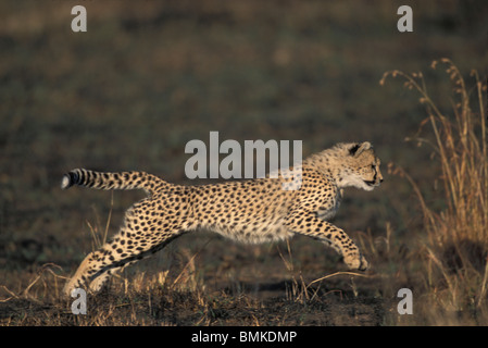 Africa, Kenya, Masai Mara Game Reserve, Young Cheetah cubs (Acinonyx jubatas) running while at play on savanna Stock Photo