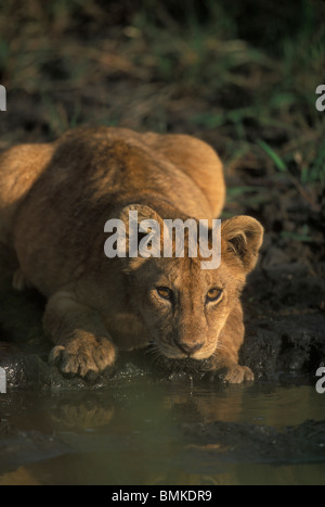 Africa, Kenya, Masai Mara Game Reserve, Lion cub (Panthera leo) drinks from puddle on savanna Stock Photo