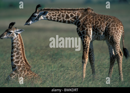 Africa, Kenya, Masai Mara Game Reserve, Young Giraffe (Giraffa camelopardalis) lies in tall grass on savanna Stock Photo