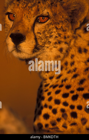 Africa, Kenya, Masai Mara Game Reserve, Close-up portrait of young Adult Male Cheetah (Acinonyx jubatas) at sunset Stock Photo