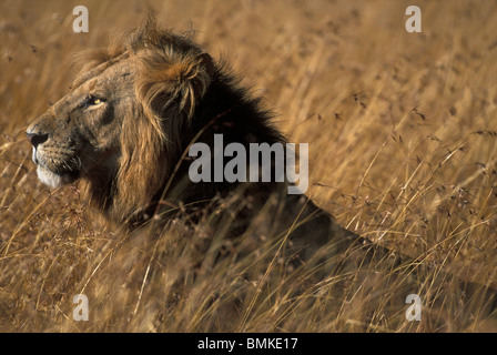 Africa, Kenya, Masai Mara Game Reserve, Adult Male Lion (Panthera leo) in tall grass on savanna Stock Photo