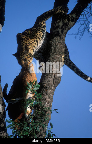 Africa, Kenya, Masai Mara Game Reserve, Adult Female Leopard (Panthera pardus) carries Impala kill down from tree Stock Photo