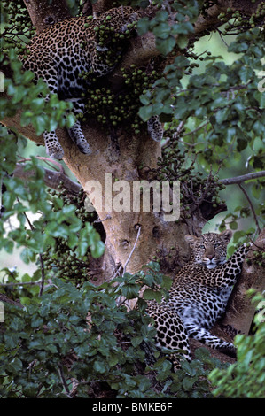 Africa, Kenya, Masai Mara Game Reserve, Adolescent Male Leopard (Panthera pardus) resting with mother in tree branches Stock Photo