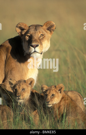 Kenya, Masai Mara Game Reserve, Lion cubs (Panthera leo) sits by Lioness in grass on savanna at sunrise Stock Photo
