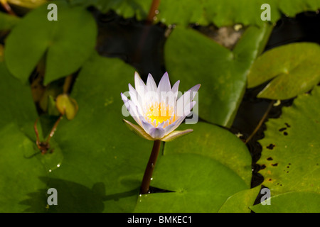 Madagascar Dwarf, Kvicklotus (Nymphaea x Daubenyana) Stock Photo