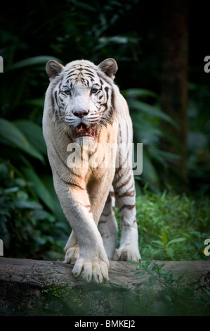 Male White Tiger. Double recessive gene produces pale colour morph.  Photographed in captivity at Singapore Zoo. Stock Photo