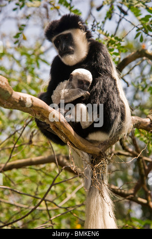 Africa. Kenya. A Black-and-White Colobus Monkey mother and newborn baby. Stock Photo