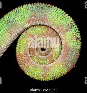 Curled tail of male Panther Chameleon. From Masoala National Park, north east Madagascar. Stock Photo